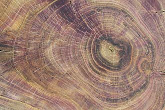 Plum tree wood slice with visible internal structure. Tree anatomy. Wood grain. Abstract background