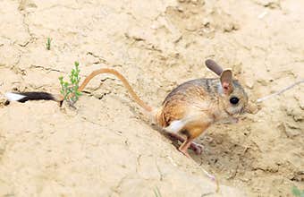 Great Jerboa, Allactaga major
