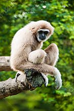 Gibbon in zoo