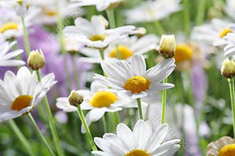 Summer Flowers