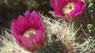Insect is flying in a purple Hedgehog cactus flower
