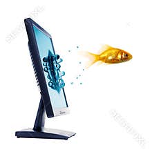 Gold fish and computer monitor