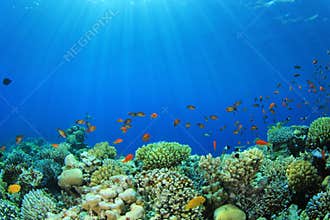 Coral Reef Scene