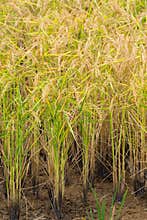 Rice cultivation along the Estrada de Aldeia Nova, Portugal