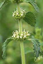 Curative white horehound flower blooming