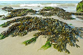 Green seaweed on a beach