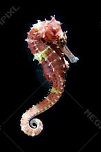 Tropical fish, seahorse on black background