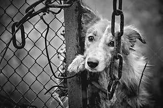Sad dog black and white
