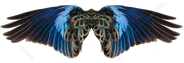 Blue Bird Wings Isolated