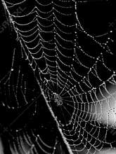 Dew Drenched Spider Web