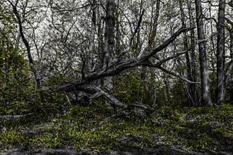 Tree fall dark wood green