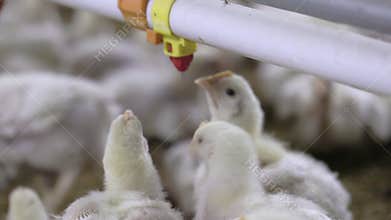Chickens are drinking water in close farm, temperature and light control , Thailand