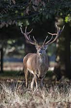 Most powerful one the stag deer during rutting sesao