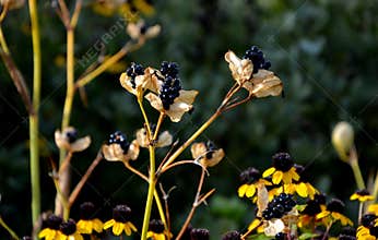 yellow, star-shaped flowers are produced above a compact clump of green, sword-shaped foliage