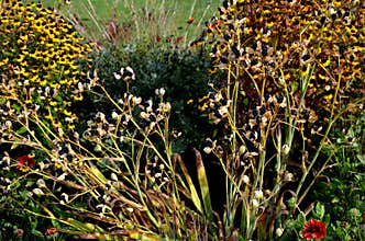 yellow, star-shaped flowers are produced above a compact clump of green, sword-shaped foliage
