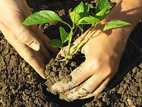 Planting pepper seedlings