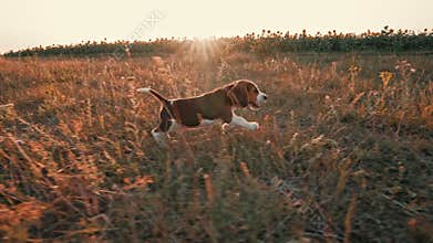 Happy beagle puppy running to camera. Active dog spending good time on walk on nature countryside background . Cute