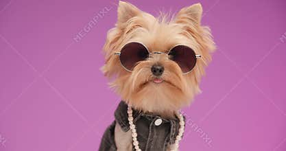 Cool yorkshire terrier puppy in studio