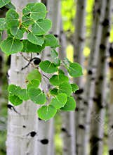 Aspen Birch Trees in Summer