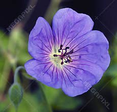 Macro of an Iridescent-Blue Geranium Flower