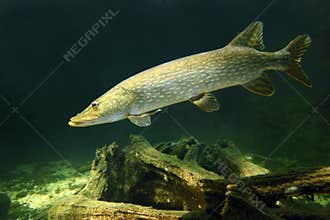 The Northern Pike (Esox Lucius).