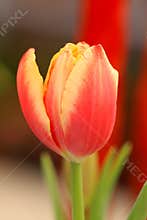 Tulip cut flower