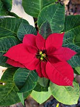 Red poinsettia Christmas flower decoration