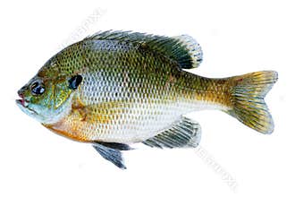 Bluegill sunfish, Lepomis Macrochirus