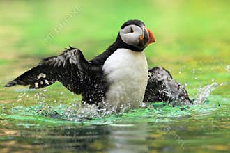 Atlantic puffin