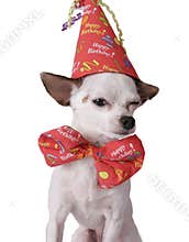 Chihuahua in a birthday hat