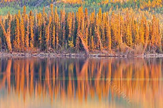 Sunset reflections on boreal forest lake in Yukon