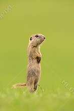 European ground squirrel, spermophilus citellus, european souslik