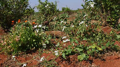 A view of mixed cropping in jasmine fields