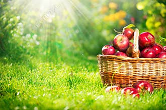 Organic Apples in the Basket. Orchard