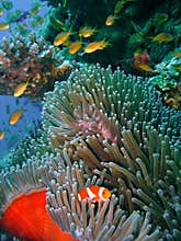 Colorful coral reef fish