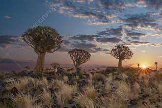 Desert landscape with with quiver trees (Aloe dichotoma)