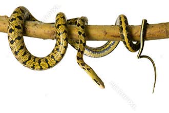 Rat snake