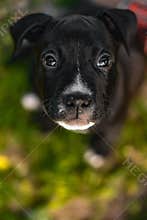 Adorable Young American Staffordshire Terrier Puppy Playing Looking up to his master.