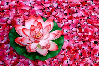 Lotus flower