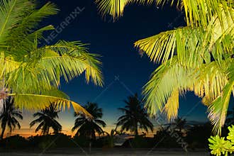 Evening view of Maldives island palms on coast
