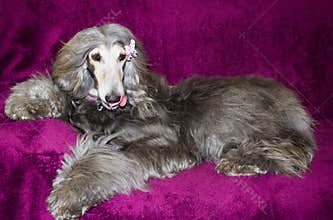 Afghan hound dog