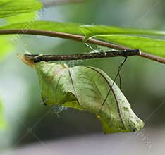 Butterfly chrysalis