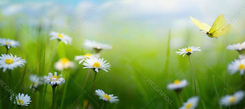 Beautiful spring meadow with white spring flowers and a flying butterfly on a sunny Easter day