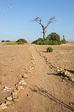 Path to the Beach, with dead tree