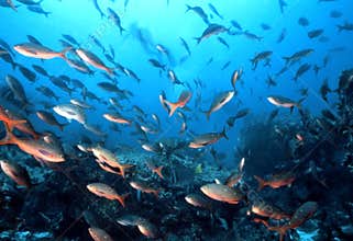 Galapagos Fish