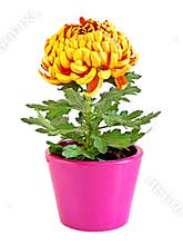 Yellow chrysanthemum