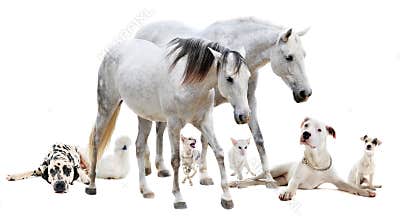 Group of white pet