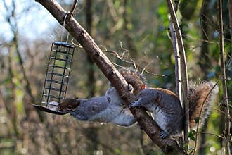 Two squirrels in the forest working together to gather food