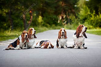 Group of dogs basset hound
