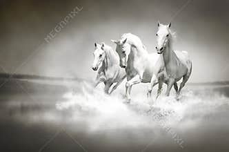 Herd of white horses running through water